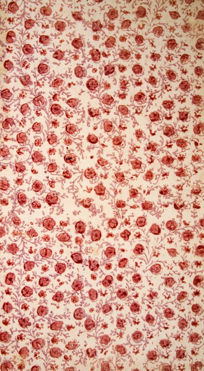 Floraal schutblad handgekleurde gravure door English School