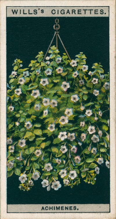 Bloementeelt in potten: Achimenes (chromolitho) door English School
