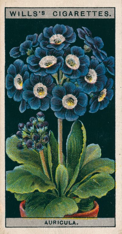 Bloementeelt in potten: Alpine Auricula (chromolitho) door English School