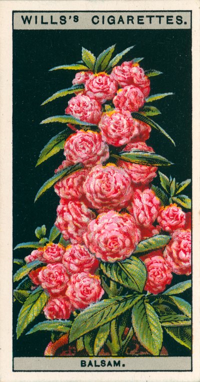 Bloementeelt in potten: Camelia-bloemige balsemien (chromolitho) door English School