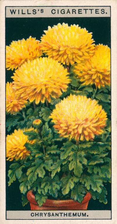 Bloementeelt in potten: Dwergchrysant (chromolitho) door English School