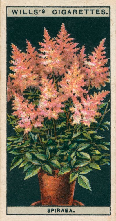 Bloementeelt in potten: Spiraea (chromolitho) door English School