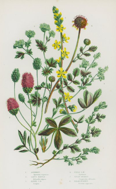 Bloeiende Planten van Groot-Brittannië: Agrimonie, Vrouwenmantel, Alpen Vrouwenmantel, Veld Vrouwenmantel, Grote Pimpernel, Salade Pimpernel door English School