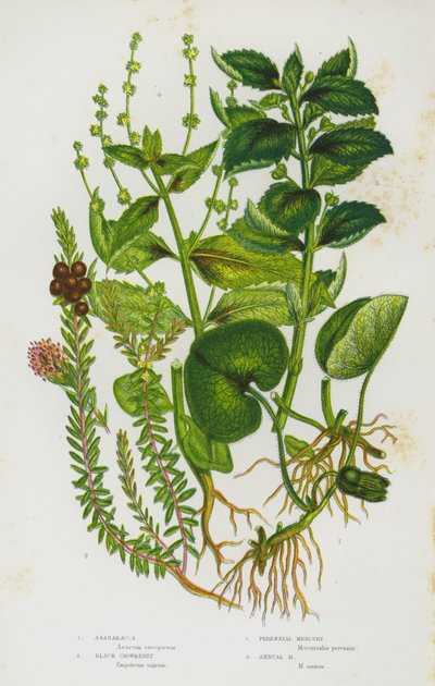 Bloeiende Planten van Groot-Brittannië: Asarabacca, Zwarte Kraaibes, Vaste Mercurius, Eenjarige Mercurius door English School