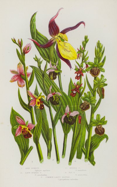Bloeiende Planten van Groot-Brittannië: Bijen Ophrys, Late Spin Ophrys, Spin Ophrys, Vlieg Ophrys, Gewone Vrouwenschoen door English School