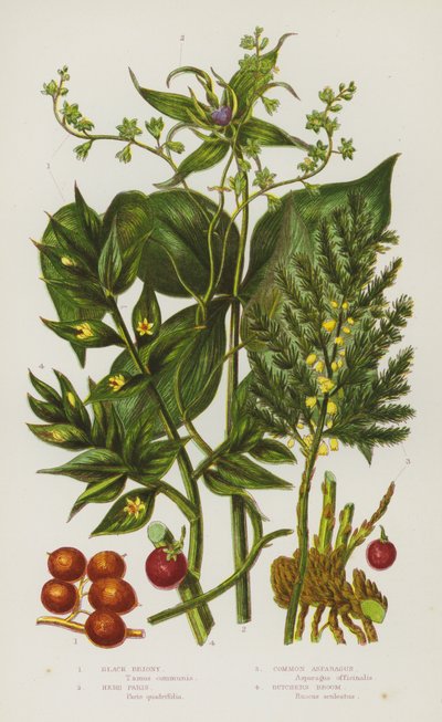 Bloeiende Planten van Groot-Brittannië: Zwarte Briony, Kruisbladige Wolfsmelk, Gewone Asperge, Slagersbezem door English School