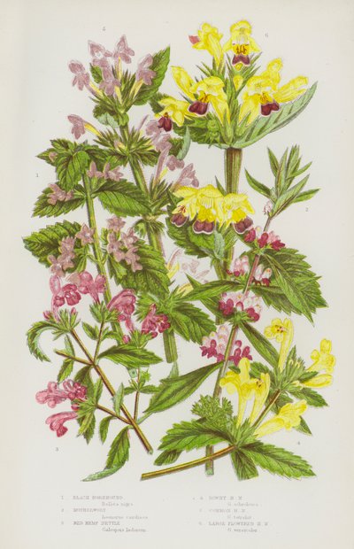Bloeiende planten van Groot-Brittannië: Zwarte Hondsdraf, Moederkruid, Rode Hennepnetel, Donzige Hennepnetel, Gewone Hennepnetel, Grootbloemige Hennepnetel door English School
