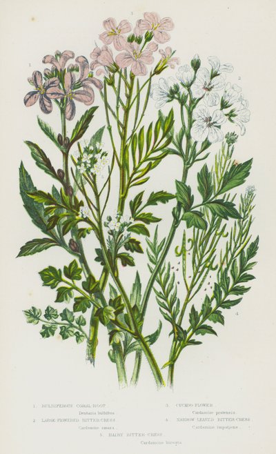 Bloeiende Planten van Groot-Brittannië: Knolsteenbreek, Grote Bitterkers, Pinksterbloem, Smalbladige Bitterkers, Harige Bitterkers door English School