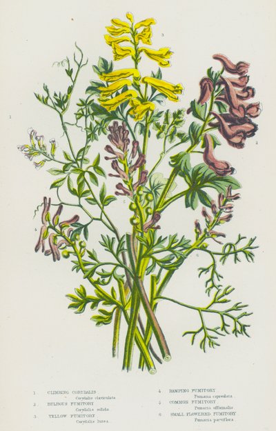 Bloeiende Planten van Groot-Brittannië: Klimmende Corydalis, Bolvormige Fumitory, Gele Fumitory, Ramping Fumitory, Gewone Fumitory, Kleine Bloemige Fumitory door English School