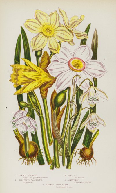 Bloeiende Planten van Groot-Brittannië: Gewone Narcis, Dichtersnarcis, Bleke Narcis, Sneeuwklokje, Zomersneeuwvlokje door English School