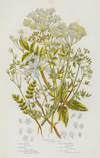 Bloeiende Planten van Groot-Brittannië: Gewone Peterselie, Korenpeterselie, Honingkruid, Liggende Moeraswortel, Kleinste Moeraswortel, Steenpeterselie, Zevenblad door English School