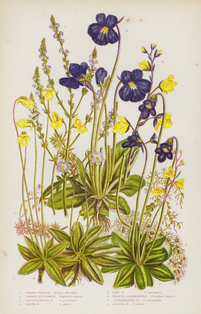 Bloeiende planten van Groot-Brittannië: Gewone Verbena, Gewone Vetblad, Grootbloemige Vetblad, Alpen Vetblad, Bleke Vetblad, Grote Blaasjeskruid, Tussenliggende Blaasjeskruid, Kleine Blaasjeskruid door English School