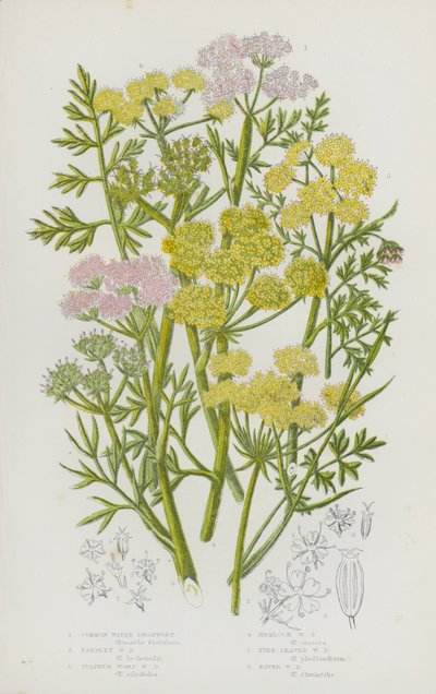 Bloeiende Planten van Groot-Brittannië: Gewone Waterdropwortel, Peterselie Waterdropwortel, Zwavelwortel Waterdropwortel, Gevlekte Waterdropwortel, Fijnbladige Waterdropwortel, Rivier Waterdropwortel door English School