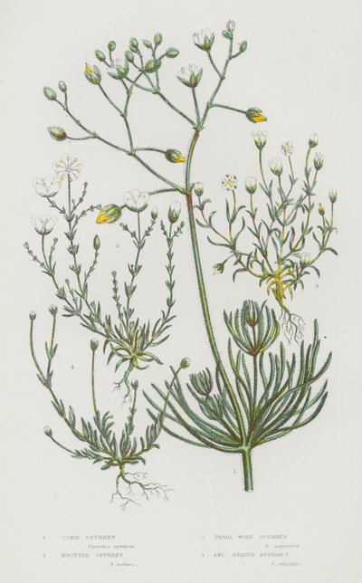 Bloeiende Planten van Groot-Brittannië: Akkerhoornbloem, Knophoornbloem, Parelhoornbloem, Priemhoornbloem door English School
