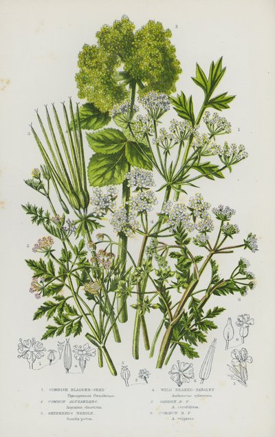 Bloeiende Planten van Groot-Brittannië: Cornish Blaaszaad, Gewone Alexanders, Herder