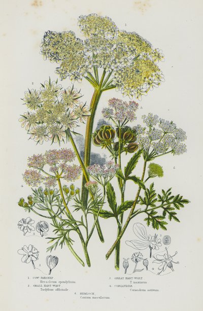 Bloeiende planten van Groot-Brittannië: Koepastinaak, Kleine Hart-Wort, Grote Hart-Wort, Koriander, Gevlekte Scheerling (kleur litho) door English School
