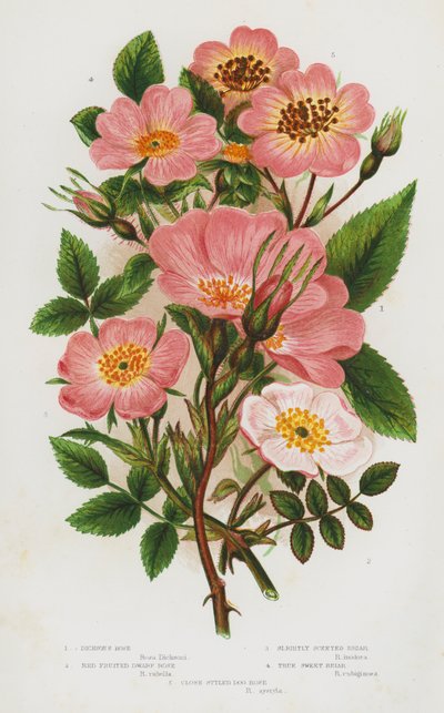 Bloeiende Planten van Groot-Brittannië: Dickson