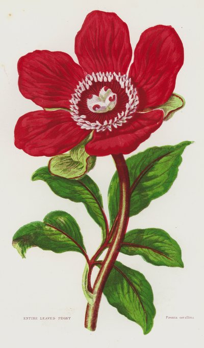 Bloeiende planten van Groot-Brittannië: Gehele Blad Pioen door English School
