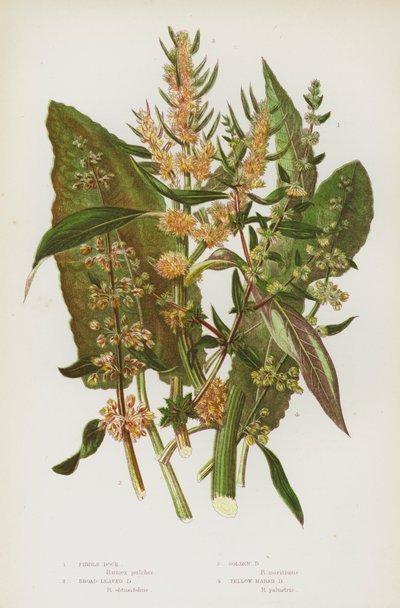 Bloeiende Planten van Groot-Brittannië: Vioolzuring, Breedbladige Zuring, Gouden Zuring, Gele Moeraszuring door English School