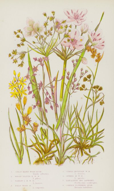 Bloeiende Planten van Groot-Brittannië: Grote Harige Houtbies, Breedbladige Harige Houtbies, Smalbladige Harige Houtbies, Veldhoutbies, Gebogen Berg Houtbies, Gevlekte Berg Houtbies, Lancashire Moeras Asphodel, Gewone Bloeiende Bies door English School