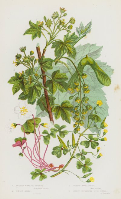 Bloeiende Planten van Groot-Brittannië: Grote Esdoorn of Veldesdoorn, Gewone Esdoorn, Gewone Bosaardbei, Gele Kruipende Bosaardbei (kleur litho) door English School