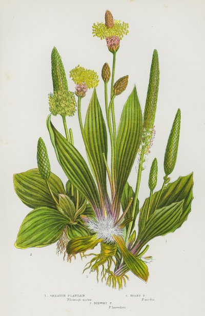 Bloeiende planten van Groot-Brittannië: Grote Weegbree, Grijze Weegbree, Smalle Weegbree door English School