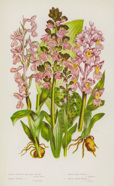 Bloeiende Planten van Groot-Brittannië: Groenvleugelige Weide Orchis, Vroege Paarse Orchis, Dwerg Donkervleugelige Orchis, Grote Bruinvleugelige Orchis door English School