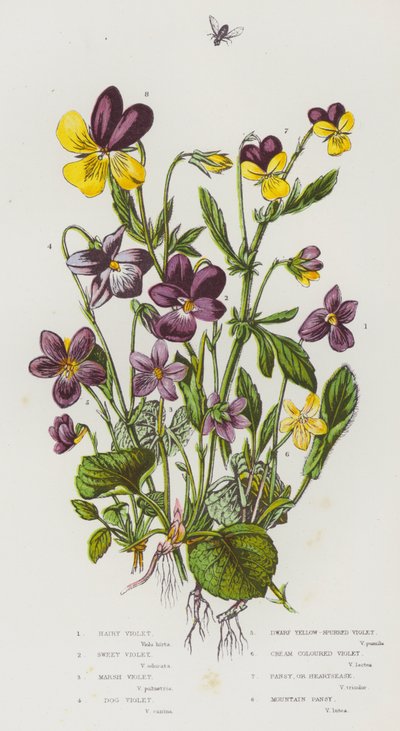 Bloeiende Planten van Groot-Brittannië: Harige Viooltje, Zoete Viooltje, Moerasviooltje, Hondsviooltje, Dwerg Geelgespoord Viooltje, Crèmekleurig Viooltje, Driekleurig Viooltje, Bergviooltje door English School