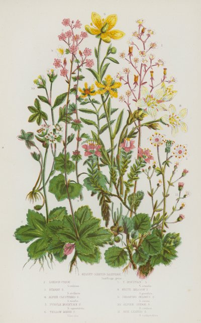 Bloeiende Planten van Groot-Brittannië: Nierbladige Steenbreek, Londen Trots, Sterrensteenbreek, Alpensteenbreek, Paarse Bergsteenbreek, Gele Moerassteenbreek, Gele Bergsteenbreek, Witte Weidesteenbreek, Hangende Bolsteenbreek, Alpen (kleur litho) door English School