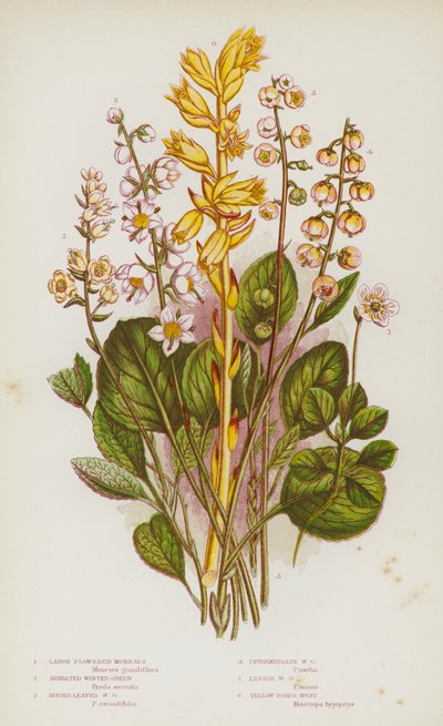Bloeiende planten van Groot-Brittannië: Grootbloemige Moneses, Gezaagde Wintergroen, Rondbladige Wintergroen, Tussenliggende Wintergroen, Kleine Wintergroen, Gele Vogelnest (kleur litho) door English School