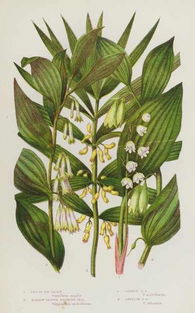 Bloeiende Planten van Groot-Brittannië: Lelietje-van-dalen, Smalbladige Salomonszegel, Gewone Salomonszegel, Hoekige Salomonszegel door English School