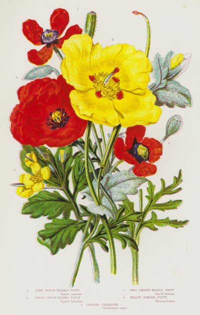 Bloeiende planten van Groot-Brittannië: Lange Ruwkop Papaver, Ronde Ruwkop Papaver, Lange Gladde Papaver, Gele Hoornpapaver, Grote Stinkende Gouwe door English School