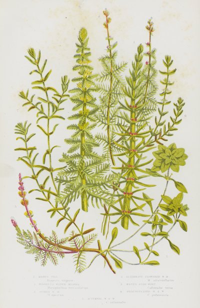 Bloeiende planten van Groot-Brittannië: Paardenstaart, Gewone waterweegbree, Spitse waterweegbree, Wisselbloemige waterweegbree, Waterster, Stengelwaterster, Herfstwaterster door English School