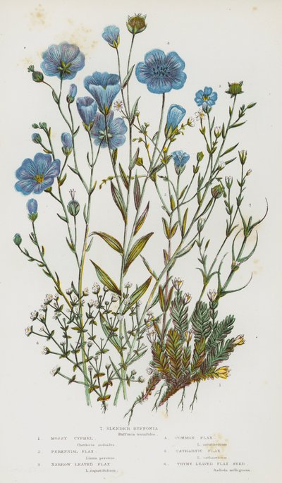 Bloeiende Planten van Groot-Brittannië: Mossige Cyphel, Vaste Vlas, Smalbladige Vlas, Gewone Vlas, Cathartische Vlas, Tijmbladige Vlaszaad, Slanke Buffonia door English School