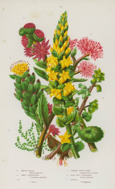 Bloeiende Planten van Groot-Brittannië: Mossteenbreek, Muurpeper, Muurpeper, Gewone Huislook, Rozenwortel, Orpine (kleur litho) door English School
