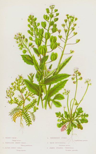 Bloeiende Planten van Groot-Brittannië: Pennymunt, Perfoliate Pennymunt, Alpen Pennymunt, Herderstasje, Rots Hutchinsia, Naaktgestengelde Teesdalia door English School