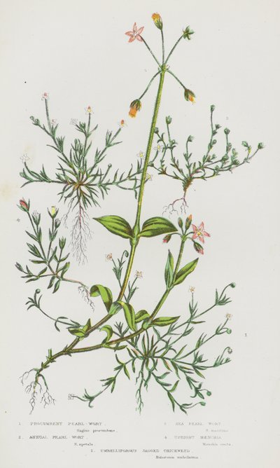Bloeiende Planten van Groot-Brittannië: Liggende Parel-Wort, Jaarlijkse Parel-Wort, Zee Parel-Wort, Rechte Maenchia, Schermvormige Gekerfde Vogelmuur door English School