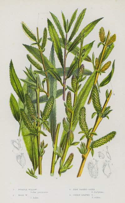 Bloeiende planten van Groot-Brittannië: Paarse wilg, Rozenwilg, Pijnmandwilg, Groenbladige wilg door English School
