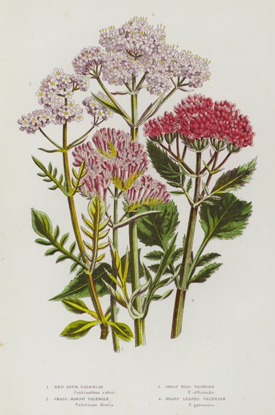 Bloeiende planten van Groot-Brittannië: Rode Spoorvaleriaan, Kleine Moerasvaleriaan, Grote Wilde Valeriaan, Hartbladige Valeriaan (kleur litho) door English School