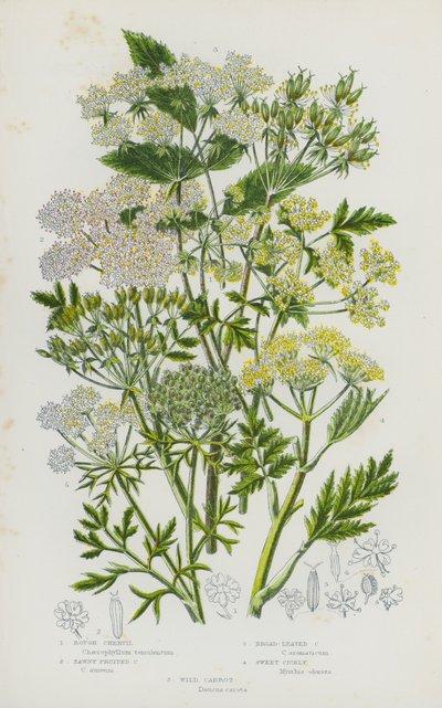 Bloeiende planten van Groot-Brittannië: Ruige Kervel, Gele Vruchtige Kervel, Breedbladige Kervel, Zoete Kervel, Wilde Wortel (kleur litho) door English School