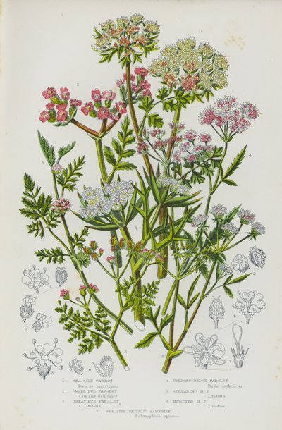 Bloeiende planten van Groot-Brittannië: Zeekarwij, Kleine Bur Parsley, Grote Bur Parsley, Rechte Heg Parsley, Verspreidende Heg Parsley, Knotted Heg Parsley, Zeekarwij door English School