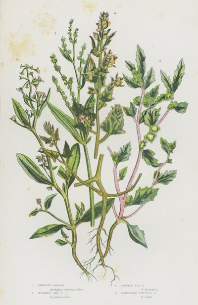 Bloeiende planten van Groot-Brittannië: Struikmelde, Stengelmelde, IJzige Melde, Verspreidvruchtige Melde door English School
