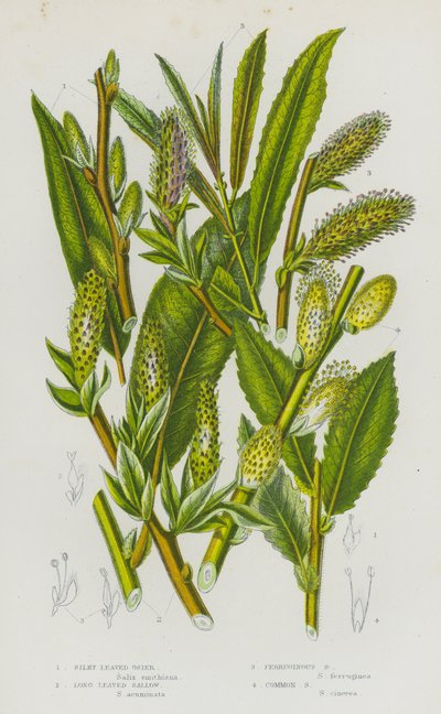 Bloeiende Planten van Groot-Brittannië: Zijdbladige Osier, Langbladige Sallow, Roestige Sallow, Gewone Sallow door English School