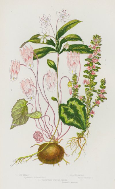 Bloeiende Planten van Groot-Brittannië: Zwelbrood, Zee Melkwortel, Vogelmuur Wintergroen door English School
