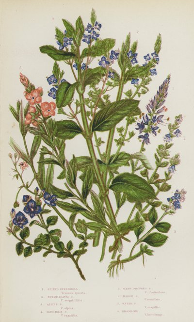 Bloeiende Planten van Groot-Brittannië: Spitse Ereprijs, Tijmbladige Ereprijs, Alpen Ereprijs, Blauwe Rots Ereprijs, Vleeskleurige Ereprijs, Moeras Ereprijs, Water Ereprijs, Beekpunge door English School