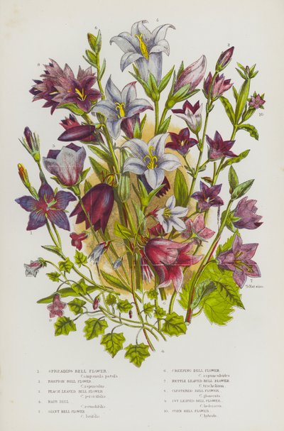 Bloeiende Planten van Groot-Brittannië: Verspreidende Klokbloem, Rapunzel Klokbloem, Perzikbladige Klokbloem, Haar Klokbloem, Reuzen Klokbloem, Kruipende Klokbloem, Brandnetelbladige Klokbloem, Geclusterde Klokbloem, Klimopbladige Klokbloem, Koren Klokbloe door English School