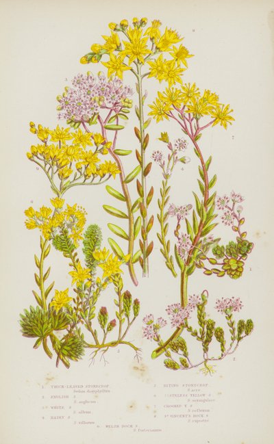 Bloeiende Planten van Groot-Brittannië: Dikbladige Vetkruid, Engels Vetkruid, Wit Vetkruid, Harig Vetkruid, Bijtend Vetkruid, Smaakloos Geel Vetkruid, Krom Geel Vetkruid, Sint-Vincent