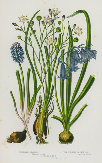 Bloeiende planten van Groot-Brittannië: Bonte simethis, Wilde hyacint of blauwe klok, Zetmeel druifhyacint door English School