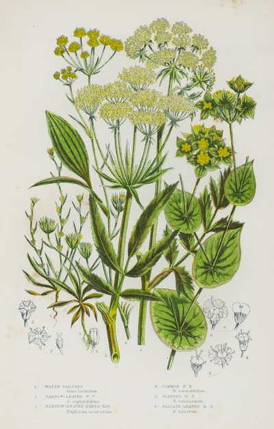 Bloeiende Planten van Groot-Brittannië: Waterpastinaak, Smalbladige Waterpastinaak, Smalbladige Hazenoor, Gewone Hazenoor, Slanke Hazenoor, Sikkelvormige Hazenoor door English School