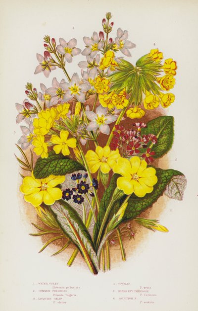 Bloeiende Planten van Groot-Brittannië: Waterviolier, Gewone Sleutelbloem, Jacquins Okselbloem, Gulden Sleutelbloem, Vogelogen Sleutelbloem, Schotse Sleutelbloem door English School